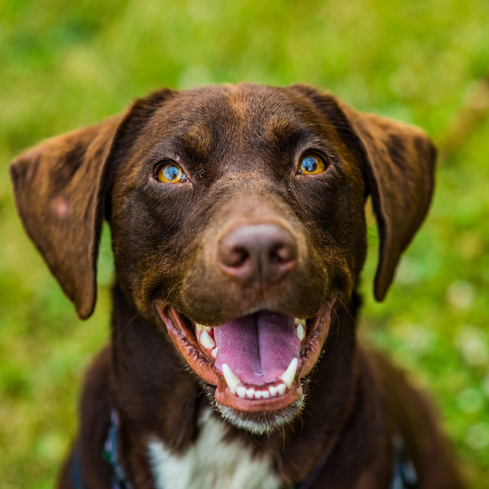 How Eco-Friendly Are Your Pet Habits?